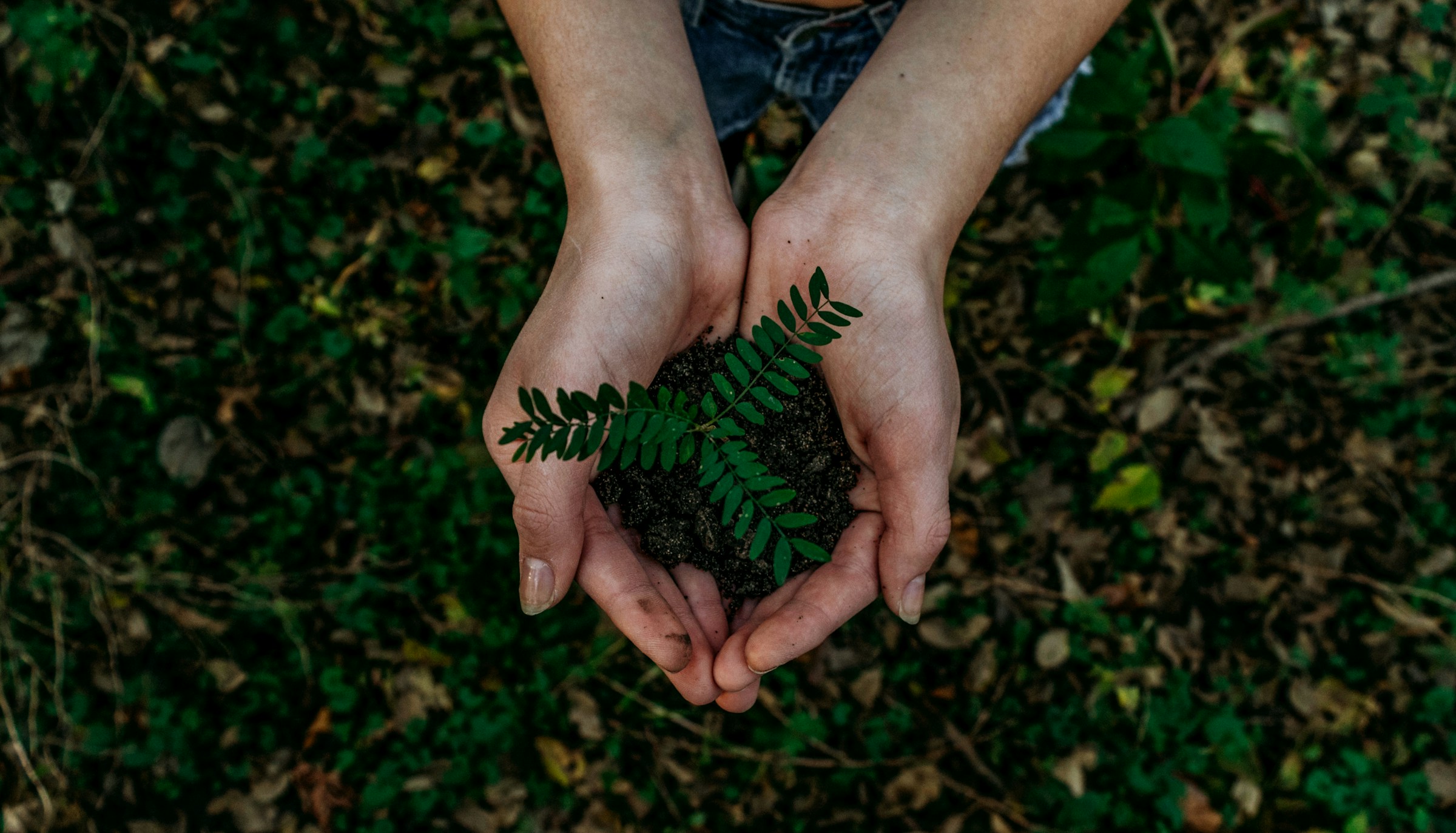 Hands holding soil and a green plant